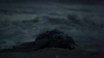The biggest of them
is the leatherback, - Attenborough and the Sea Dragon