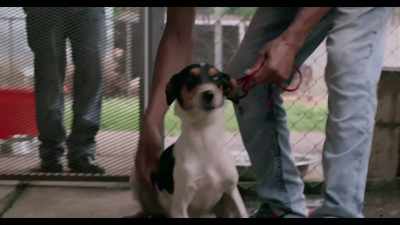 The biggest threat to them... - Dogs