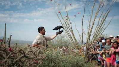 ...the birds are in charge here. - United States of Animals