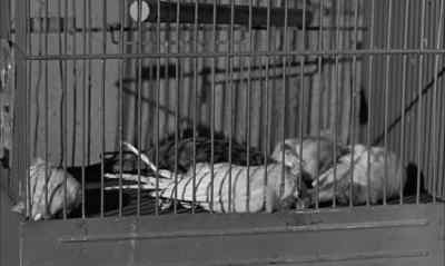 The birds died with increasing swiftness. - Birdman of Alcatraz