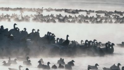 The birds have arrived home. - A World of Calm