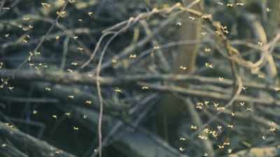The birds, the insects, - Yellowstone: One-Fifty