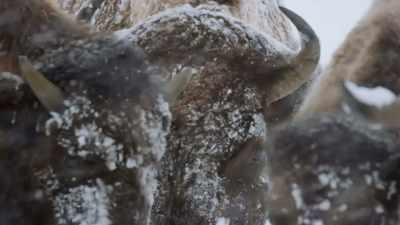 The bison begin to stir, - Epic Yellowstone