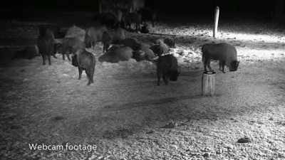 The bison have emerged and begun to feed. - Europe From Above