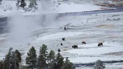 The bison have found refuge - Epic Yellowstone