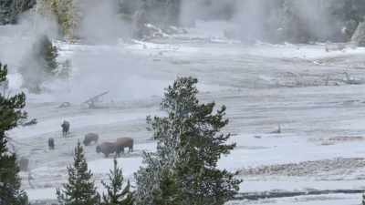 The bison have traded
deep snow for this... - Epic Yellowstone