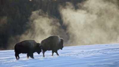 The bison herd arrives
at the geyser basin. - Yellowstone: One-Fifty