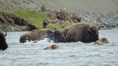 The bison herd struggles
to stay upriver - Epic Yellowstone