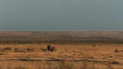 The bison herds, - The American Buffalo
