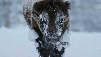 The bison's is so heavy
that their body heat - Yellowstone: One-Fifty