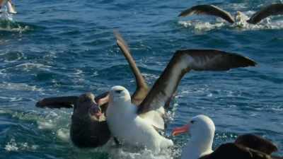 The black-browed
must grab mouthfuls when they can. - Our Planet