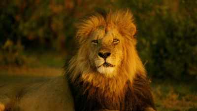 The black-maned males
are gaining supremacy, - Serengeti