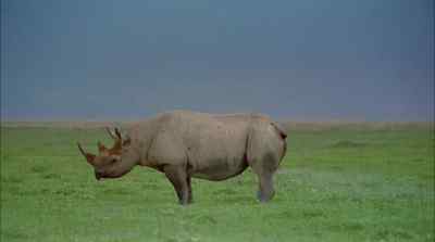 The black rhinoceros, for all its
formidable presence - Africa: The Serengeti