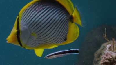 The blenny hangs back, - Attenborough's Life in Colour