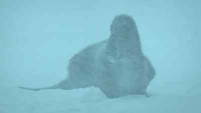 The blizzard now brings a temporary truce. - Prehistoric Planet