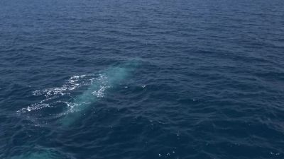 The blue whale, the largest animal ever to have lived. - Hostile Planet