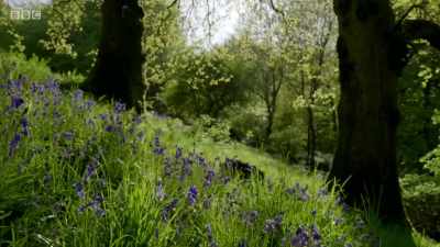The bluebells... - Wales: Land of the Wild