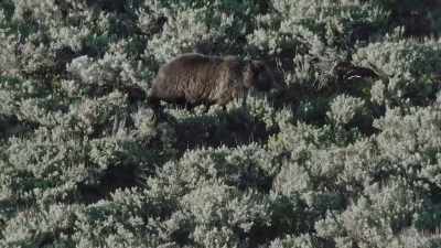 The boar must keep pace
or risk losing her to a rival. - Epic Yellowstone