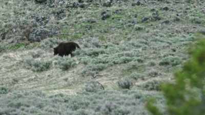 The boar's scent
has given him away. - Epic Yellowstone