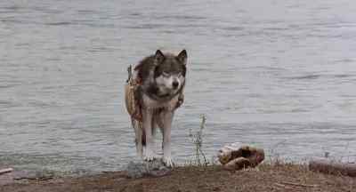 The boat is taking water.
We have to re-tar it. - White Fang