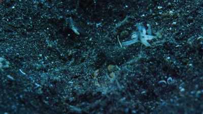 The bobbit might still be hungry. - Blue Planet II