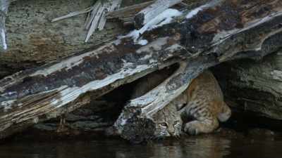 The bobcat was reluctant to jump - Yellowstone: One-Fifty