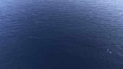 "The bold humpback calf is safe
for the moment," - Secrets of the Whales