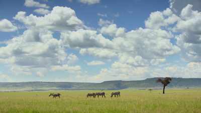 The boldly striped zebra seem to
be asking for trouble. - Attenborough's Life in Colour