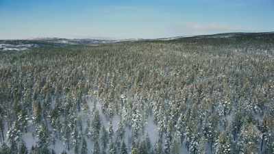 The boreal forest. - Frozen Planet II