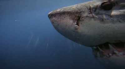 The bottom teeth
are very different, - Shark Attack Files