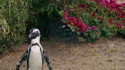 The Bougainvilleas have the upper hand... - Penguin Town