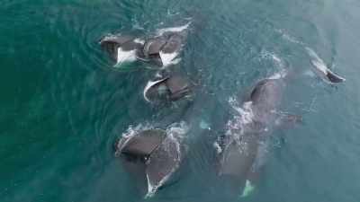 The bow head whale. - Frozen Planet II