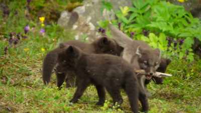The boys might have the brawn... - Wild Babies