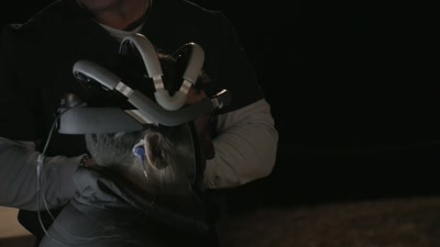 The brain is
communicating within itself - Beyond Skinwalker Ranch
