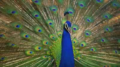 The brighter a male's colours - Attenborough's Life in Colour