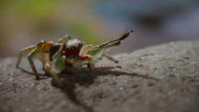The brighter
and more colorful his appearance, - The Secret Lives of Animals
