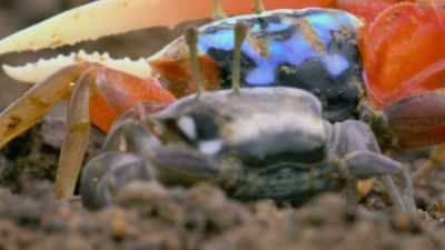 The brightness of his blue back
could be the deciding factor. - Attenborough's Life in Colour