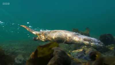 The British Isles are globally
important for nature. - Wild Isles