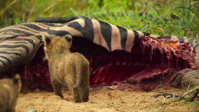 The brothers are the first to approach. - Wild Babies