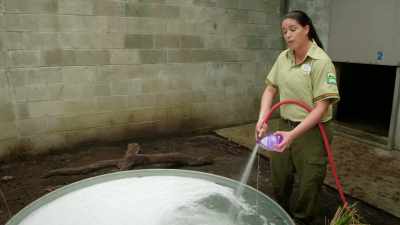 The bubble bath is scented,
the hyena really do enjoy scent. - Magic of Disney's Animal Kingdom