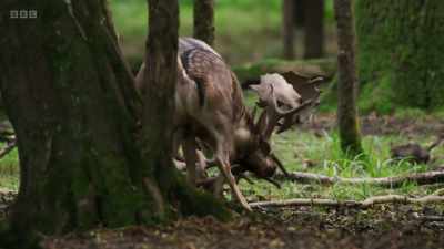 The bucks can weigh up to 100 kilos. - Wild Isles