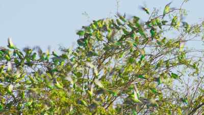 The budgies have a simple
but very effective defence - - Seven Worlds, One Planet