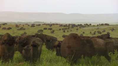 The buffalo frequently
approach us - The American Buffalo