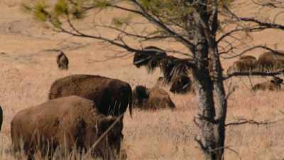 "The buffalo loved their people - The American Buffalo