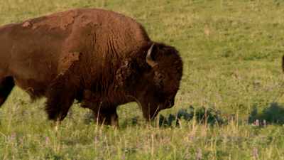The buffalo will disappear
unless steps are taken to - The American Buffalo