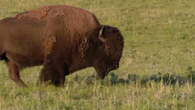 The buffalo will disappear - The American Buffalo