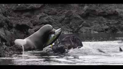 The bull has his catch,
but is surrounded by sharks. - Our Oceans