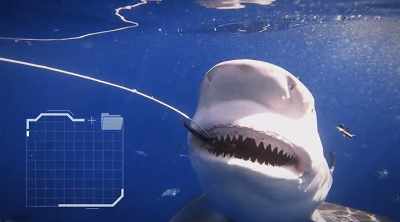 The bull sharks' bottom
teeth are narrow. - Shark Attack Files