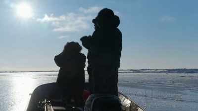 The bull walrus
are hard to chase. - Life Below Zero: First Alaskans