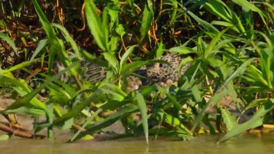 The caiman rolls to try and drown the jaguar. - Our Planet